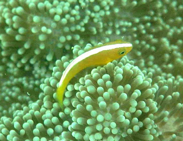 Amphiprion sandaracinos 00260.JPG